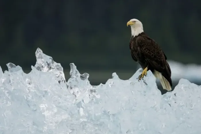 Framed Print : USA, Alaska, Holkham Bay, Bald Eagle (Haliaeetus leucocephalus) resting on iceberg Framed Print : USA, Alaska, Holkham Bay, Bald Eagle (Haliaeetus leucocephalus) resting on iceberg