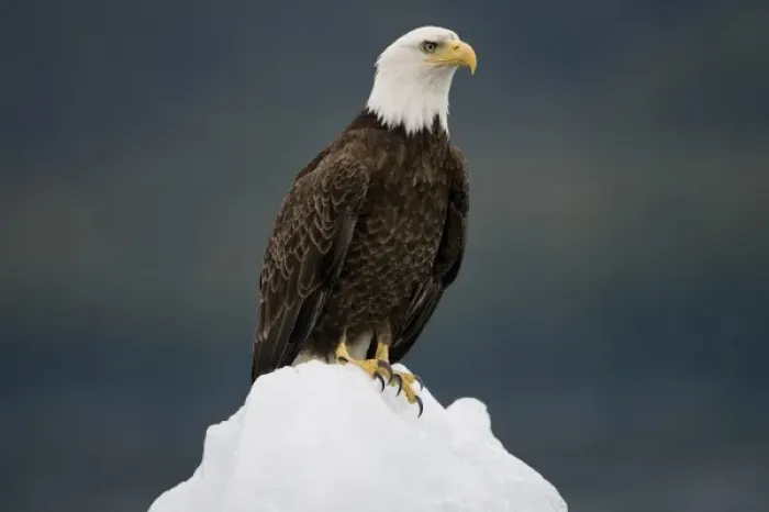 Framed Print : USA, Alaska, Holkham Bay, Bald Eagle (Haliaeetus leucocephalus) sitting on iceberg Framed Print : USA, Alaska, Holkham Bay, Bald Eagle (Haliaeetus leucocephalus) sitting on iceberg