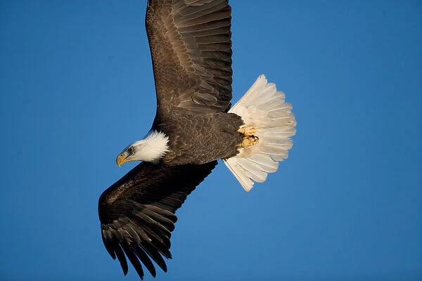 USA, Alaska, Homer, Bald Eagle (Haliaeetus leucocephalus) in flight above Kachemak