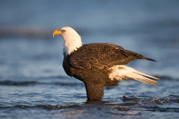USA, Alaska, Homer, Bald Eagle (Haliaeetus leucocephalus) standing in shallow water