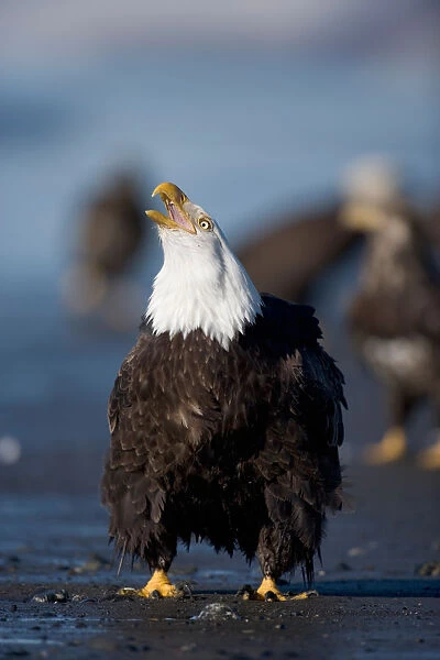 USA, Alaska, Homer, Bald Eagle (Haliaeetus leucocephalus) calling while standing