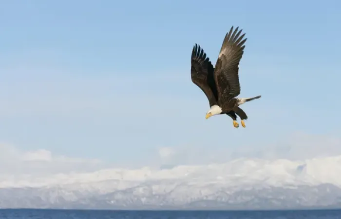 Framed Print : USA, Alaska, Homer. Bald eagle in flight with upbeat wingspread