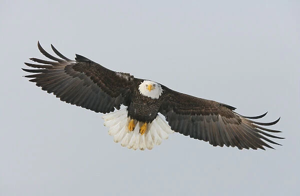 USA, Alaska, Homer. Bald eagle flying with full wingspread