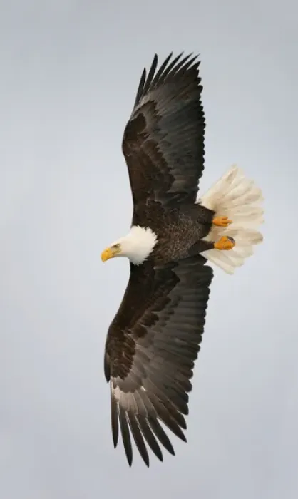 Framed Print : USA, Alaska, Homer. Bald eagle flying with full wingspread Framed Print : USA, Alaska, Homer. Bald eagle flying with full wingspread