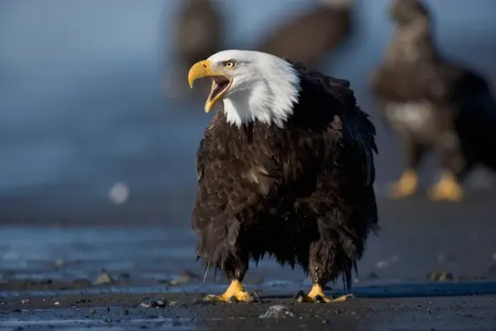 Framed Print : USA, Alaska, Homer, Bald Eagle (Haliaeetus leucocephalus) calling while standing Framed Print : USA, Alaska, Homer, Bald Eagle (Haliaeetus leucocephalus) calling while standing