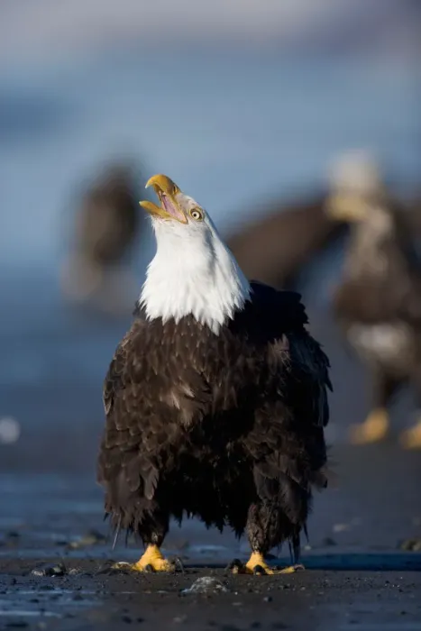 Framed Print : USA, Alaska, Homer, Bald Eagle (Haliaeetus leucocephalus) calling while standing Framed Print : USA, Alaska, Homer, Bald Eagle (Haliaeetus leucocephalus) calling while standing