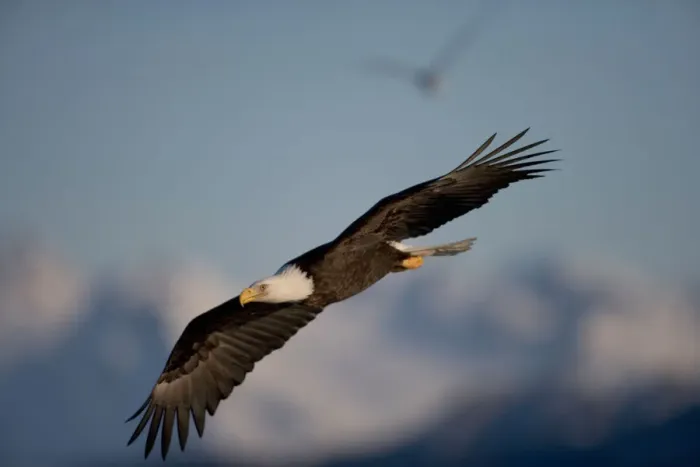 Framed Print : USA, Alaska, Homer, Bald Eagle (Haliaeetus leucocephalus) in flight above Kachemak