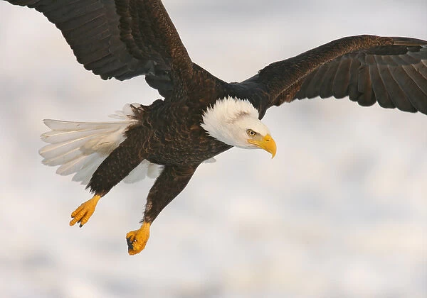 USA, Alaska, Homer. Bald eagle in landing posture