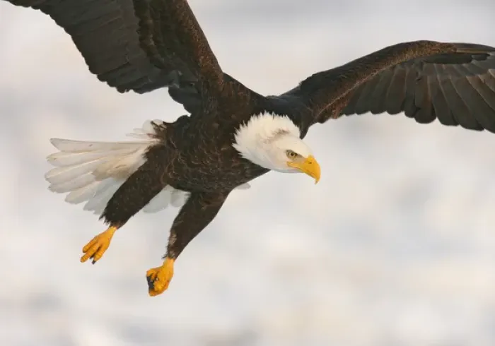 Framed Print : USA, Alaska, Homer. Bald eagle in landing posture