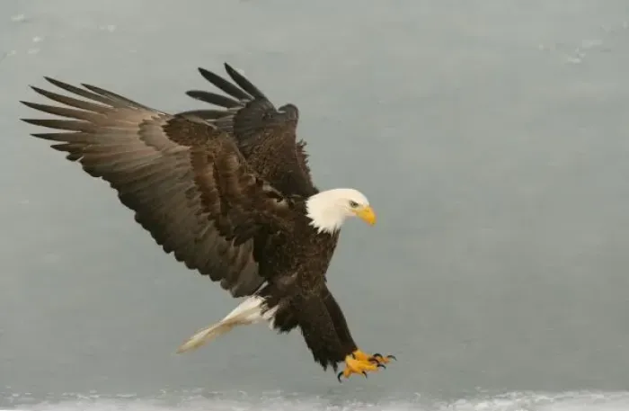 Framed Print : USA, Alaska, Homer. Bald eagle in landing posture. Credit as: Arthur Morris / Jaynes Framed Print : USA, Alaska, Homer. Bald eagle in landing posture. Credit as: Arthur Morris / Jaynes