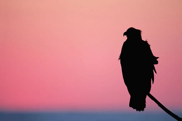 USA, Alaska, Homer. Bald eagle resting on limb