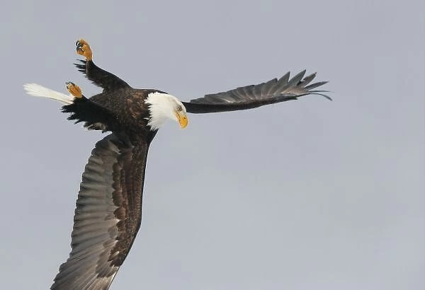 USA, Alaska, Homer. Bald eagle upside down start of dive for prey. Credit as: Arthur