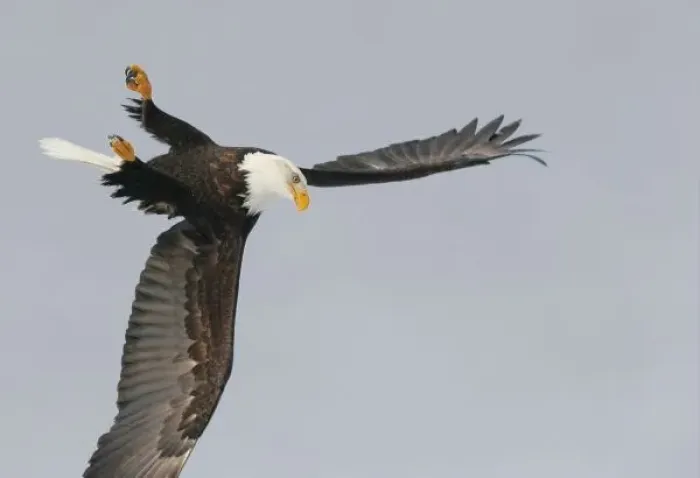 Framed Print : USA, Alaska, Homer. Bald eagle upside down start of dive for prey. Credit as: Arthur Framed Print : USA, Alaska, Homer. Bald eagle upside down start of dive for prey. Credit as: Arthur
