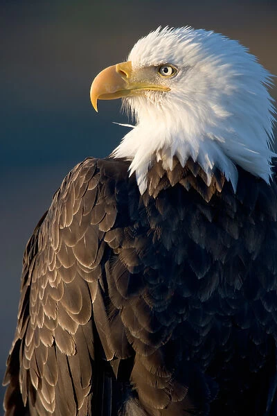 USA, Alaska, Homer, Close-up portrait of Bald Eagle (Haliaeetus leucocephalus) resting