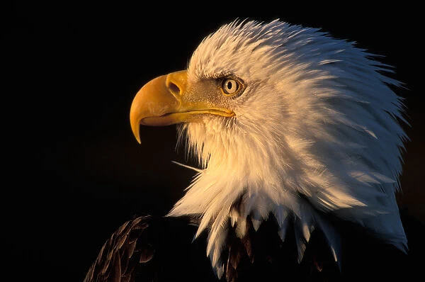 USA, Alaska, Homer, Close-up portrait of Bald Eagle (Haliaeetus leucocephalus) along
