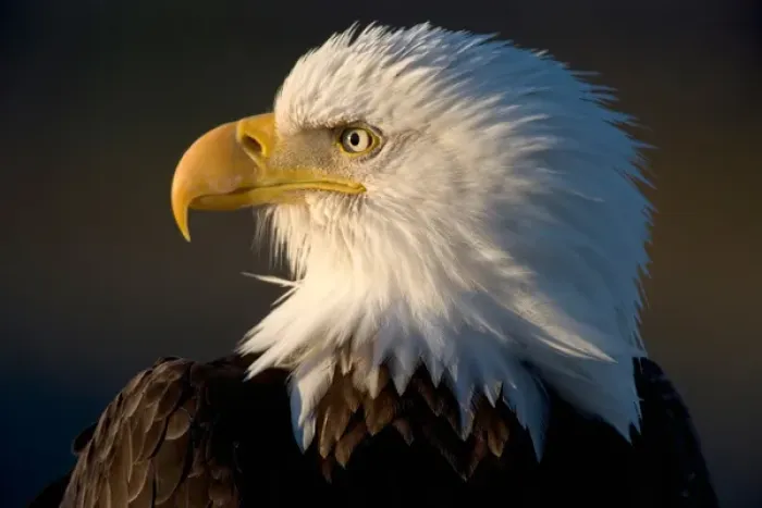 Framed Print : USA, Alaska, Homer, Close-up portrait of Bald Eagle (Haliaeetus leucocephalus) resting Framed Print : USA, Alaska, Homer, Close-up portrait of Bald Eagle (Haliaeetus leucocephalus) resting