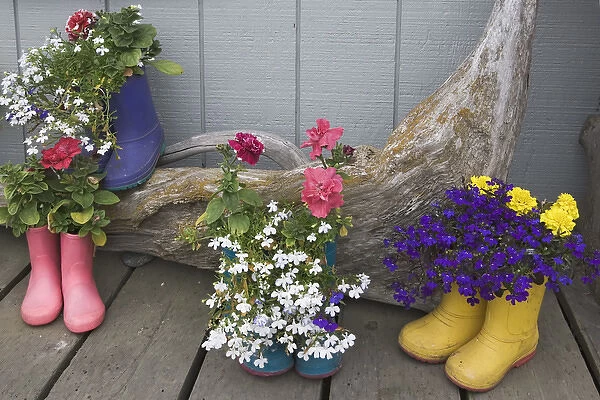 USA, Alaska, Homer. Colorful rubber boots used as flower pots