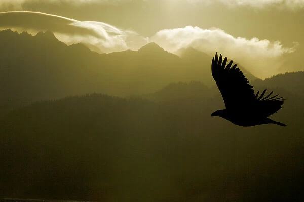 USA, Alaska, Homer. Silhouette of bald eagle flying against mountains and sky. Credit as
