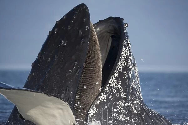 USA, Alaska, Hoonah, Close-up of Humpback Whale (Megaptera novaengliae) lunging