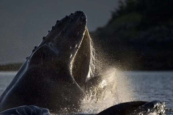 USA, Alaska, Hoonah, Close-up of Humpback Whale (Megaptera novaengliae) lunging