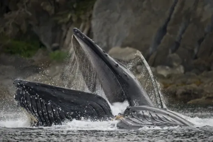 Framed Print : USA, Alaska, Hoonah, Close-up of Humpback Whale (Megaptera novaengliae) lunging Framed Print : USA, Alaska, Hoonah, Close-up of Humpback Whale (Megaptera novaengliae) lunging