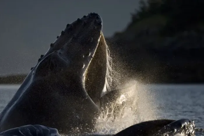 Framed Print : USA, Alaska, Hoonah, Close-up of Humpback Whale (Megaptera novaengliae) lunging