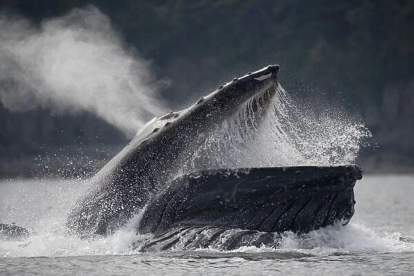 USA, Alaska, Hoonah, Humpback Whale (Megaptera novaengliae) opens mouth while lunging