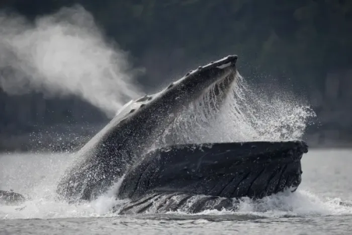 Framed Print : USA, Alaska, Hoonah, Humpback Whale (Megaptera novaengliae) opens mouth while lunging Framed Print : USA, Alaska, Hoonah, Humpback Whale (Megaptera novaengliae) opens mouth while lunging