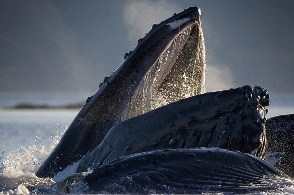 USA, Alaska, Hoonah, Humpback Whales (Megaptera novaengliae) lunge from water while