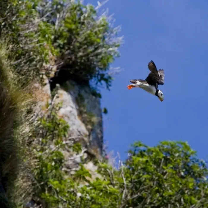 Framed Print : USA. Alaska. Horned Puffin at Bird Island in Lake Clark NP Framed Print : USA. Alaska. Horned Puffin at Bird Island in Lake Clark NP