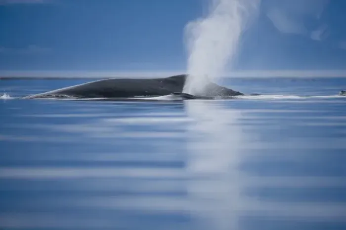Framed Print : USA, Alaska, Humpback Whale and calf (Megaptera novaengliae) send up spout of spray