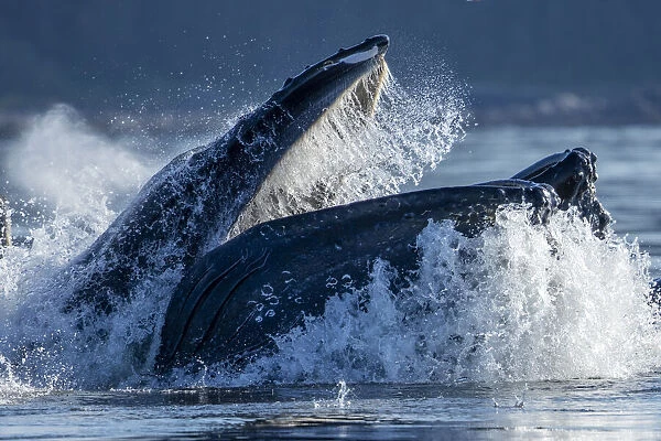 USA, Alaska, Humpback Whale (Megaptera novaeangliae) surfaces while bubble net feeding in