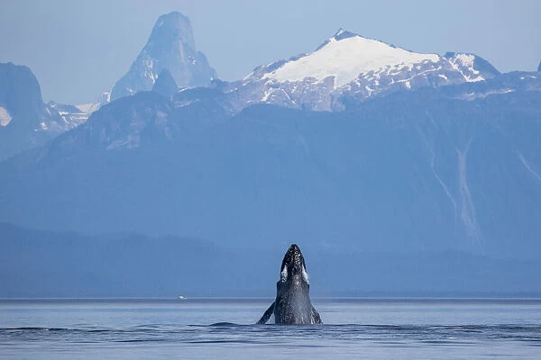 USA, Alaska, Humpback Whale (Megaptera novaeangliae) lunges while head slapping in
