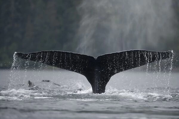USA, Alaska, Humpback Whale (Megaptera novaengliae) lifts tail while sounding in