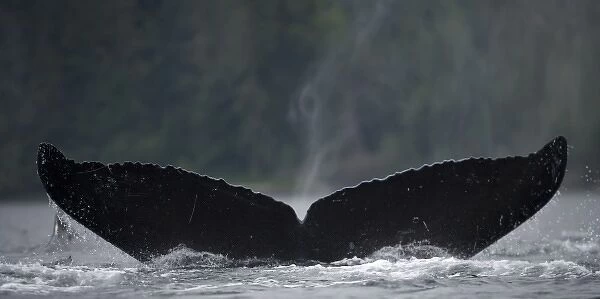 USA, Alaska, Humpback Whale (Megaptera novaengliae) lifts tail while sounding in