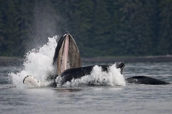 USA, Alaska, Humpback Whale (Megaptera novaengliae) opens mouth and lunges while