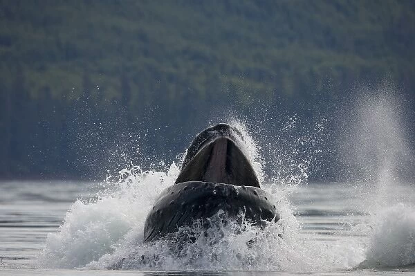 USA, Alaska, Humpback Whale (Megaptera novaengliae) lunges while bubble net feeding