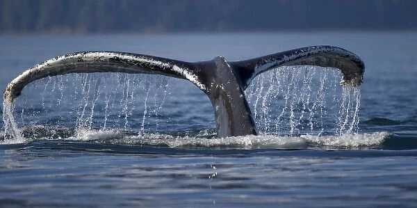 USA, Alaska, Humpback Whale (Megaptera novaengliae) raises tail while diving