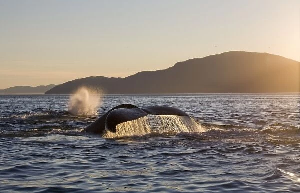 USA, Alaska, Humpback Whale (Megaptera novaengliae) raises tail while sounding along