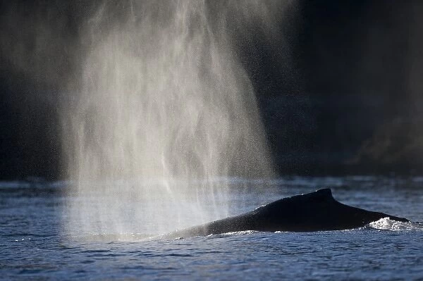 USA, Alaska, Humpback Whale (Megaptera novaengliae) sending up plume of mist while
