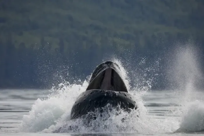 Framed Print : USA, Alaska, Humpback Whale (Megaptera novaengliae) lunges while bubble net feeding