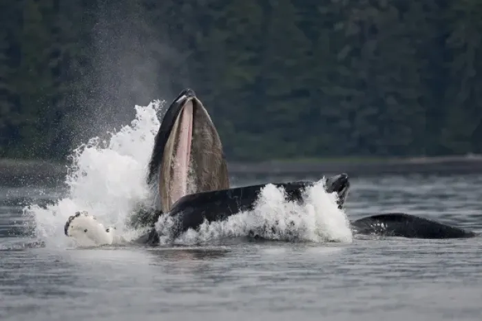 Framed Print : USA, Alaska, Humpback Whale (Megaptera novaengliae) opens mouth and lunges while Framed Print : USA, Alaska, Humpback Whale (Megaptera novaengliae) opens mouth and lunges while