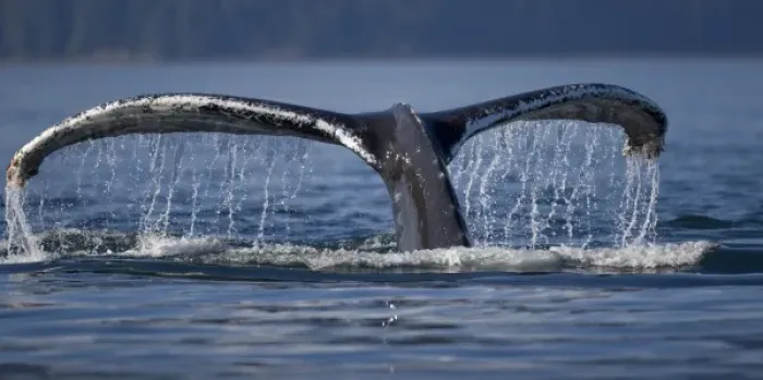 Framed Print : USA, Alaska, Humpback Whale (Megaptera novaengliae) raises tail while diving