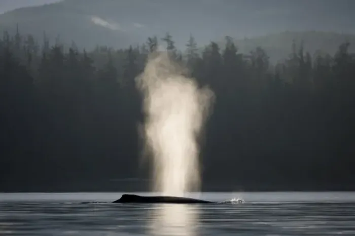 Framed Print : USA, Alaska, Humpback Whale (Megaptera novaengliae) sends up spout of spray while Framed Print : USA, Alaska, Humpback Whale (Megaptera novaengliae) sends up spout of spray while