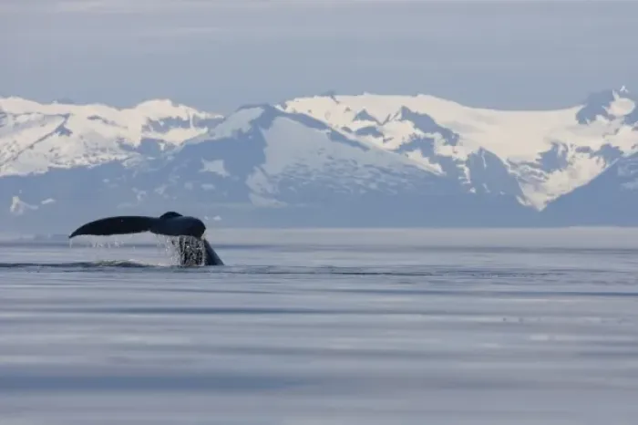 Framed Print : USA, Alaska, Humpback Whale (Megaptera novaengliae) sounding in Frederick Sound on summer evening