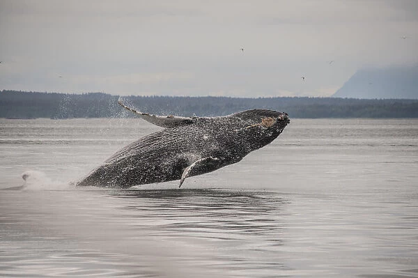 Usa, Alaska. Humpback whales jumping and breaching