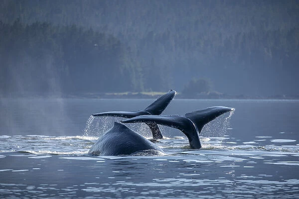 USA, Alaska, Humpback Whales (Megaptera novaeangliae) dive while bubble net feeding in