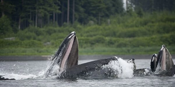 USA, Alaska, Humpback Whales (Megaptera novaengliae) lunging from water while bubble