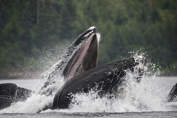 USA, Alaska, Humpback Whales (Megaptera novaengliae) lunging from water while bubble