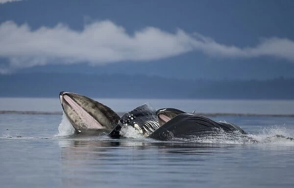 USA, Alaska, Humpback Whales (Megaptera novaengliae) open mouths and lunge while